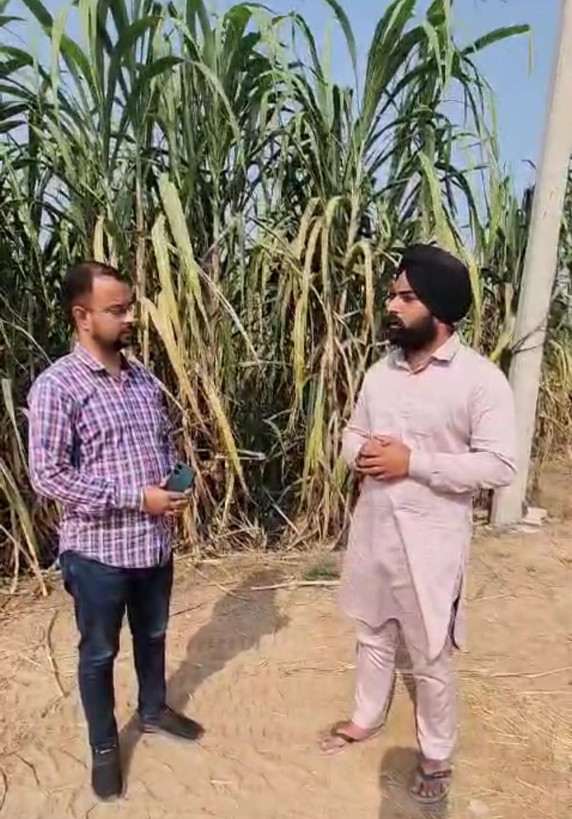 NPK and triple superphosphate can also be used as an alternative to DAP - Progressive farmer Shamanpreet Singh